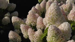 Hydrangea paniculata Living Sugar Rush [upl. by Nna]