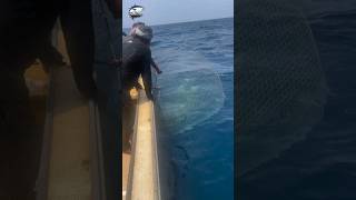 See what fish we found in the cage left in the sea😱🎣fishvideo fishing foryou fish sea cage [upl. by Sibie]