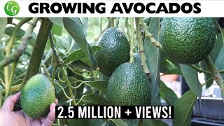 🥑The Best Avocados to Grow in Your Garden No More Growing Avocado from Seed [upl. by Thordia]