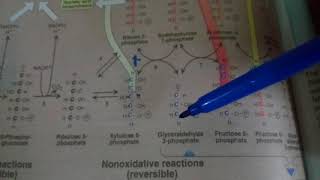 PENTOSE PHOSPHATE PATHWAY part 2non oxidative reactions [upl. by Ennoid]