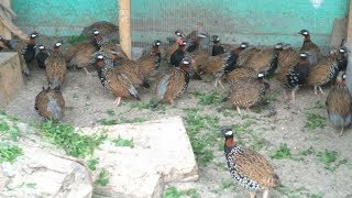 Black francolin voice Francolin calling his mate صوت فرانكولين رمادي غراي فرانكولين يدعو رفيقه [upl. by Scoles883]