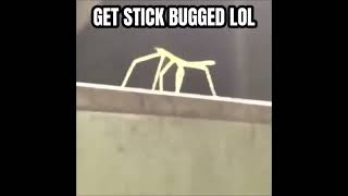 Get stick bugged lol BUT its voiced over [upl. by Ayal]