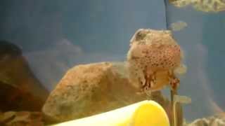 旭山動物園のquotフウセンウオquot（Balloon lumpfish in Asahiyama zoo） [upl. by Swen933]