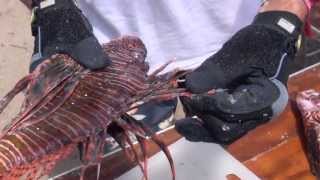 How to Prepare Lionfish for Cooking [upl. by Anal828]