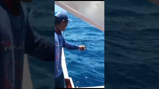 Catching tanigue  wahoo  king mackerel [upl. by Stew]