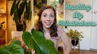 Repotting My Philodendron Pastazanum Billietiae amp Gloriousum [upl. by Korella]