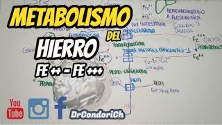 FISIOLOGÍA Metabolismo del Hierro DIGESTIÓN ABSORCIÓN TRANSPORTE Y METABOLISMO completo [upl. by Yrellav]