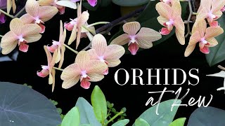 Orchid Festival at Kew worldfamous Royal Botanic Gardens botanicgardens orchids kewgardens [upl. by Nahtannhoj]