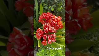 Clivia plant like Amaryllis lilly plant but this not bulbs plant This is rooted plant [upl. by Nikral]