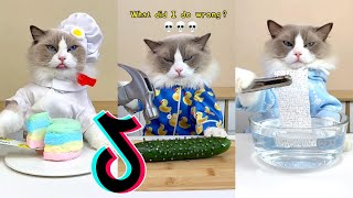 That Little Puff TikTok 😻 Cats Make Food Compilation 8 [upl. by Tina]