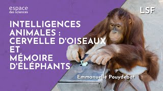 LSF  🐦🧠🐘 Emmanuelle Pouydebat Intelligences animales  cervelle doiseaux et mémoire déléphants [upl. by Lacsap]