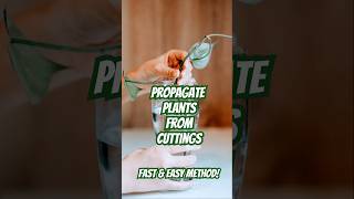 Propagate Plants from Cuttings – Fast amp Easy Methodquot gardeningtips [upl. by Kcirtap929]