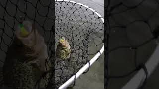 Postspawn crappie fishing from the bank in west WA 06092023 [upl. by Maiocco415]