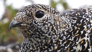 Fjällripa läte Fjellrype lyd Alpenschneehuhn Ruf Kiiruna ääni Rock Ptarmigan Call [upl. by Gemina]