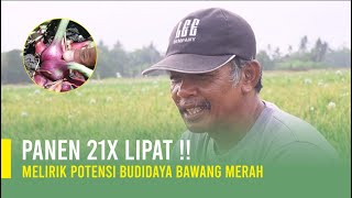 BUDIDAYA BAWANG MERAH DARI AWAL SAMPAI PANEN [upl. by Aititil]