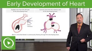 Development of the Vertebrae Sclerotome Ribs amp Sternum – Embryology  Lecturio [upl. by Ruby376]