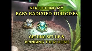 Baby radiated tortoises  setup and unboxing  happytortoises [upl. by Allehc414]