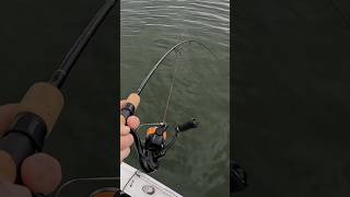 Winter into spring countrymusic fishing fishingaddict fishinglife fishingaustralia [upl. by Walker]