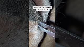 IMPACTED DOG HAIRS [upl. by Ivets]