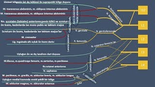 Sorularla Plexus Lumbalis [upl. by Atinuj34]