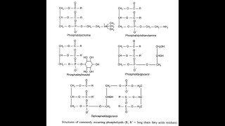 Structures of Phospholipids Phosphatidylcholine Phosphatidylethanolamine Phosphatidylserine [upl. by Roy]