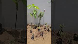 Plantation Setup  Dr Abhijit Patil  Shiva Home amp Garden Care [upl. by Eda]