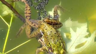 Frogs Fertilizing Eggs [upl. by Hahnert939]