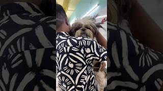 Vet appointment for booster and easy ear hair removal powder [upl. by Anikram388]