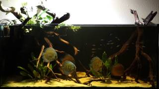 Discus Biotope Blackwater RipariumElos 120 [upl. by Eiramlatsyrk]