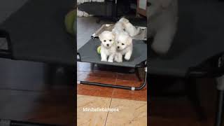 Bichon frise puppies K2 7 weeks old [upl. by Wylde]