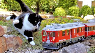 Katze vs Gartenbahn V [upl. by Ahsiret]