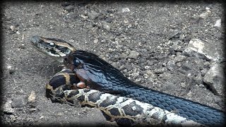 Indigo Snake Eats Python 02  Snake Cannibalism [upl. by Ingelbert]