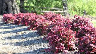 BLUSH™ Nandina is a low shrub with red new growth for most of the year  Ozbreed Hardy Exotic Range [upl. by Hake]