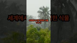 세계에서 가장 위험한 식물 TOP 3 [upl. by Jaehne]