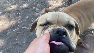 Pitbull Mastiff Puppies at 12 weeks old [upl. by Sucramal]