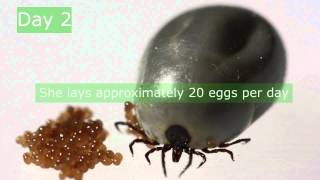 Ixodes ricinus reproduction [upl. by Nedle]