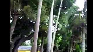 Fairchild Botanical Gardens Miami Florida Tour [upl. by Alberik]