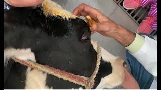 Auriculpalpebral nerve block for ophthalmic examination of cattle [upl. by Aidnahs389]