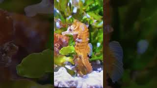 Golden Seahorse shorts seahorses [upl. by Wershba261]