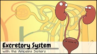 Excretory System and the Nephron [upl. by Morten497]