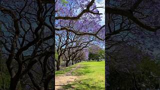 Jacaranda Season in Full Bloom at Barwell Park amp Kogarah Fry Reserve Sydney sydneyaustralia [upl. by Pasia]