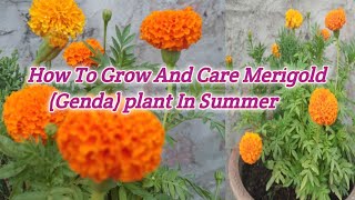 How To Grow And Care Merigold In Summer  Marigold Flower [upl. by Swamy955]