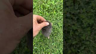 Check out this underminer mole mole moles animals [upl. by Gnahk568]