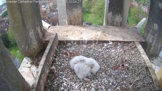 Falcon Cam🌼2023🌼Day 10 Following Hatching🐣Worcester Cathedral [upl. by Ancier]