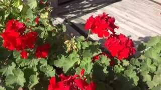 Red Geranium in Full Bloom in Rishikesh Uttarakhand [upl. by Debora763]