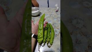 Cabe Gergasihanya di sibu sarawak cili cabeijo giant fypage fypシ゚viral fyp trending food [upl. by Latsyrhk]