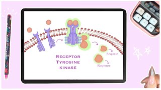 Receptor Tyrosine Kinases  Cell Signaling  Membrane Receptors [upl. by Gadmann]