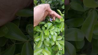 Lignum Vitae both a blessing amp a curse to the garden viral shorts shortvideo [upl. by Akenna]