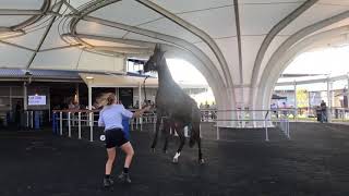 Inglis Australian Easter Yearling Sale Day 2 [upl. by Mahgirb]