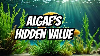 Algae Life Cycle  Economic Importance  Algae Importance  CSS amp PMS amp PPSC ampFPSC Preparation [upl. by Elleron847]